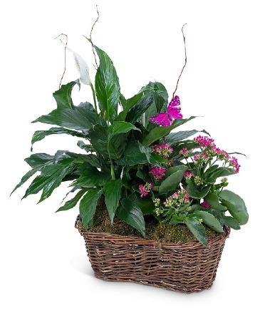 Harmony Basket with Butterflies Plant in Nevada, IA | Flower Bed